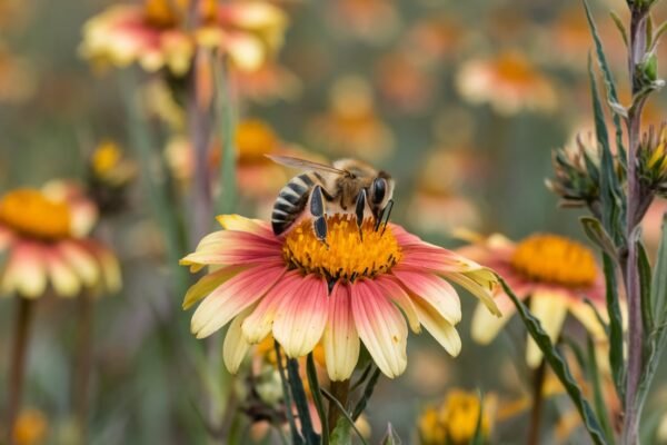 Bees and Flowers Mutualism Allecto Eolgy